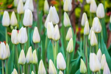 Beautiful white tulips flowerbed closeup. Flower background. Summer garden landscape design.