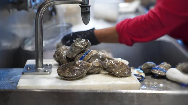 Worker Washes Live Oysters Under Running Water, Hands Clean Fresh Oysters At Prep Sink, Slider HD