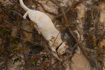 Obraz premium Cat living in L-Imdina, Malta