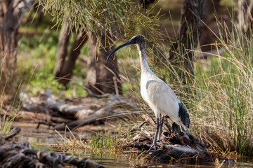 Australian White Ibis juvenile, Durras Lake, NSW, October 2021