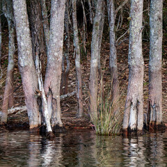 Fototapeta premium Casuarina trees in the water, Durras Lake, NSW, October 2021