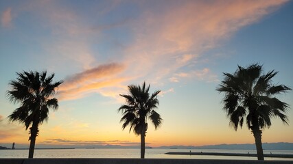 Obraz na płótnie Canvas palm trees at sunset