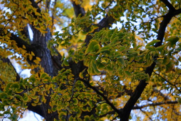 東京練馬区武蔵関公園のイチョウの紅葉