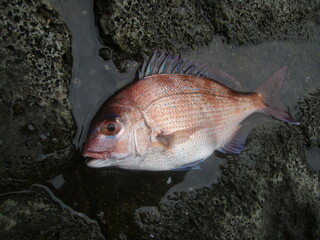 マダイの幼魚、チャリコを磯の上で魚体撮影した写真。Red seabream child photograph, taken on the rocky shore.