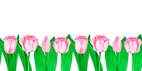 Banner of pink tulips. Watercolor vintage illustration. Isolated on a white background. For your design.