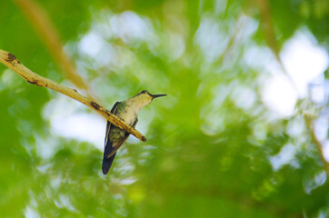 Fototapeta na wymiar A little green Hummingbird sitting on a branch of a tree