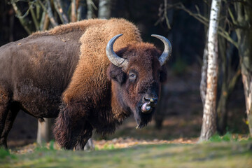 Wild adult Bison in the autumn forest. Wildlife scene from spring nature © byrdyak