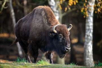 Wild adult Bison in the autumn forest. Wildlife scene from spring nature