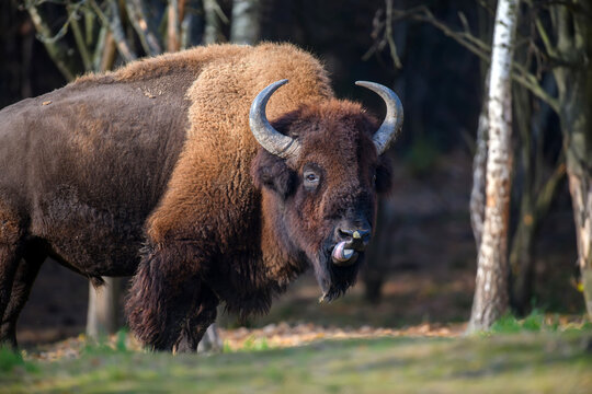 Wild adult Bison in the autumn forest. Wildlife scene from spring nature