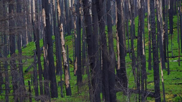 Camera pans through burnt up trees and lush green regrowth after devastating wildfire