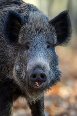 Fototapeta na wymiar Portrait male Wild boar in autumn forest