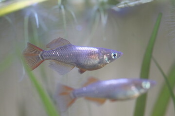 Japanese aquarium colorful Killifish “Medaka” ヒカリ体型の銀色ボディに琥珀色の尾とびれのメダカ