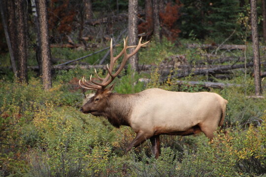 bull elk in the woods
