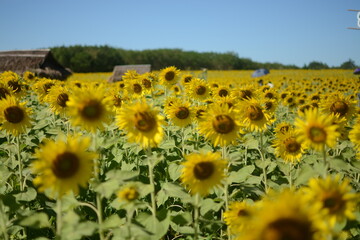 field of sunflowers in region