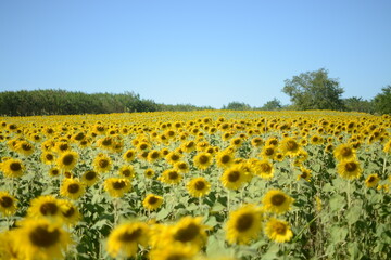 Naklejka premium field of sunflowers in the summer