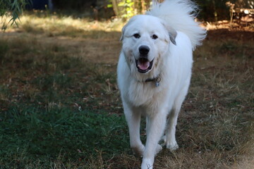golden retriever running