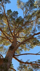 tree and sky