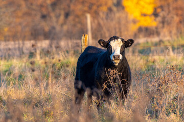 young cow starring at me in a field in autumn