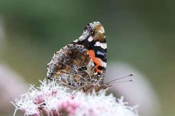 Japanese popular butterfly "Red admiral" meal on the flower "Fuji Bakama" hairy flower close up macro photography. 吸蜜中のアカタテハとフジバカマの花。