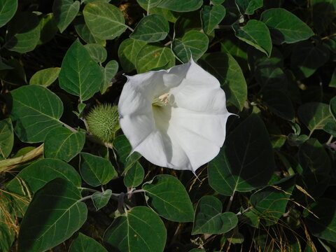 Moonflower, or Datura inoxia, white flower