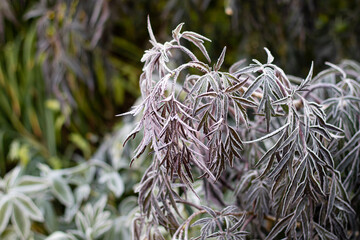 The Plant With Frost. Autumn english garden.