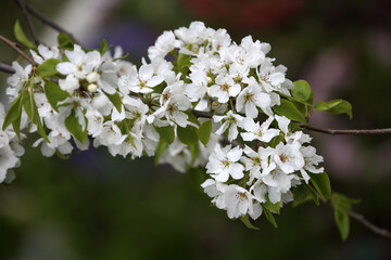 Spring. White pear flowers
