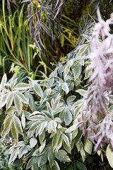The Plant With Frost. Autumn english garden.