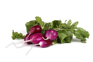 Fresh organic radish