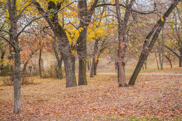 autumn in the park