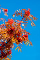 Fototapeta na wymiar Mountain ash autumn leaves. Red rowan berries on a blue sky background.
