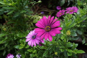 Obraz premium bee on pink flower