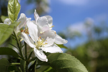 White apple flowers