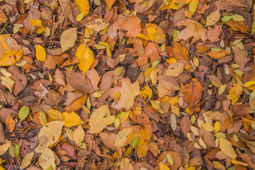 autumn leaves background