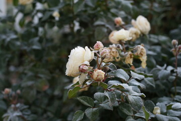 The Plant With Frost. Roses covered with frost