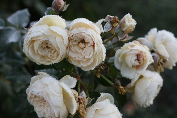 The Plant With Frost. Roses covered with frost