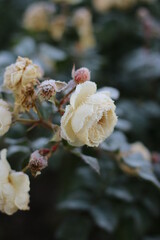 The Plant With Frost. Roses covered with frost