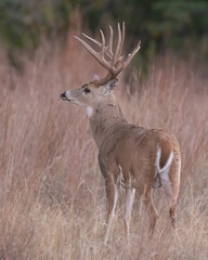 White-tailed Deer Buck