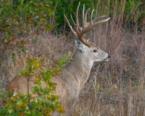 White-tailed Deer Buck
