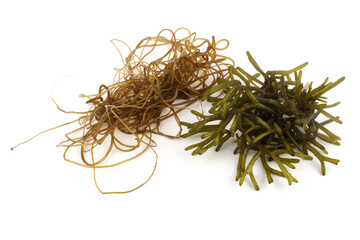 Different alga isolated on white