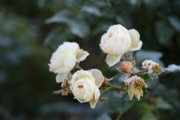 The Plant With Frost. Roses covered with frost