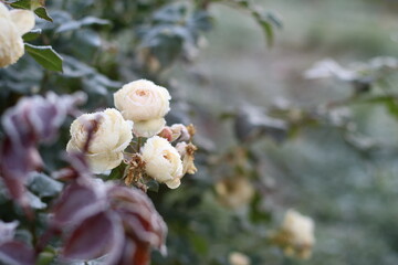 Fototapeta na wymiar The Plant With Frost. Roses covered with frost
