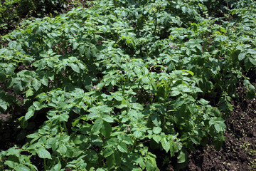 Obraz premium Potato plants