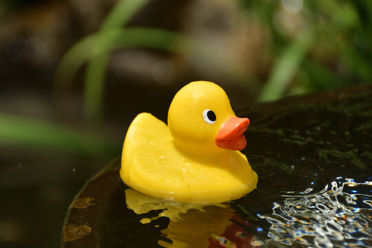 あひる Images Browse 1 070 Stock Photos Vectors And Video Adobe Stock