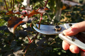 Pruning branch with secateurs. Garden rose care.