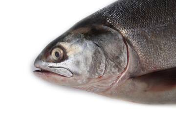 Salmon isolated on white