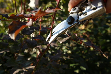 Pruning branch with secateurs. Garden rose care.