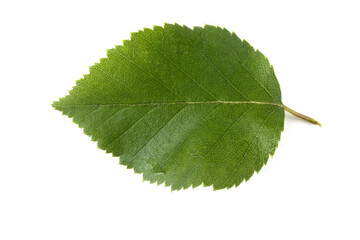 Birch leaf