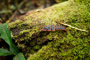 Net-winged Beetle (Duliticola sp). Platerodrilus is a genus of beetles of the family Lycidae.