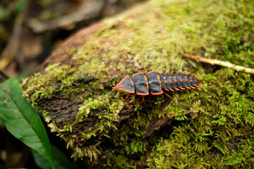 Net-winged Beetle (Duliticola sp). Platerodrilus is a genus of beetles of the family Lycidae.
