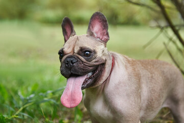Dog of breed french bulldog on the lawn in the park, funny muzzle with tongue